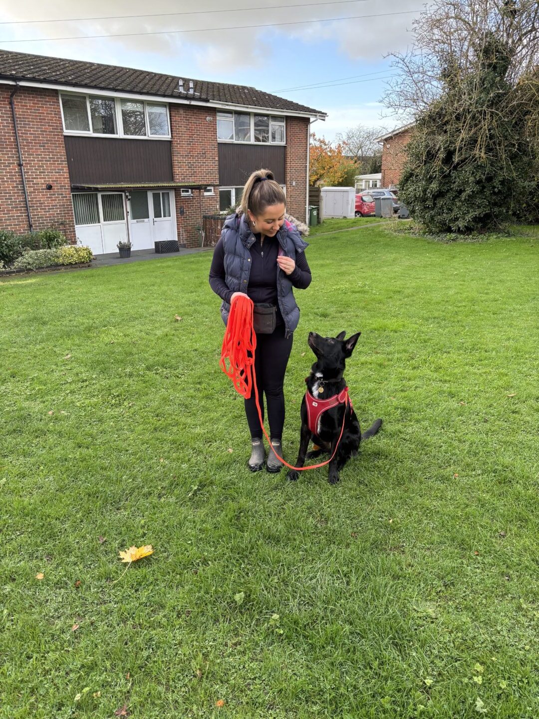 A woman stands on grass holding a red training lead, looking at a black dog in a red harness that is sitting and looking up at her. Residential buildings are in the background.