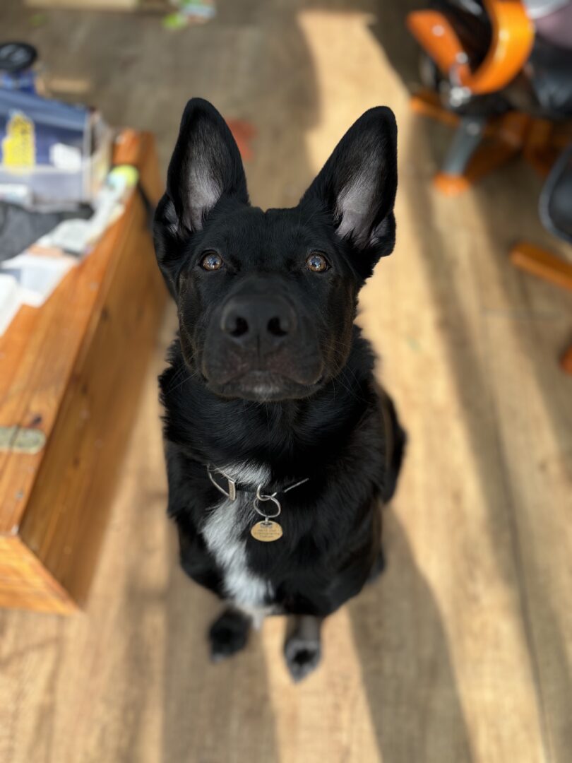 A black dog with upright ears and a white patch on its chest sits indoors on a wooden floor, looking up at the camera.